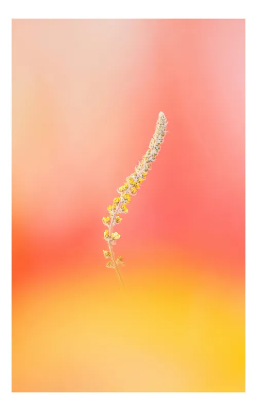 Tablou Canvas Înlănțuirea culorilor într-un dans vibrant, 100 x 150 cm