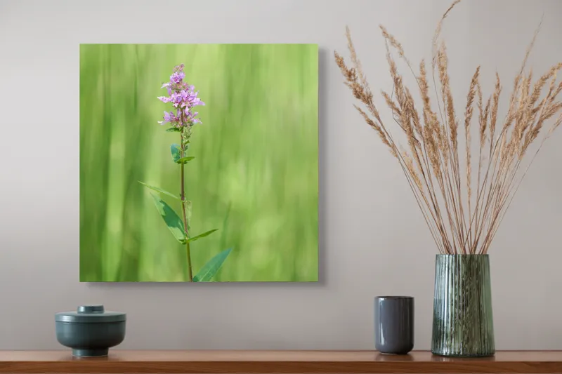Tablou Canvas, "Floare solitară în verde infinit", Floare, Mov, Delicată, Verdeață, Natură, Singurătate, Verticalitate, Simplitate, Fragilitate, Prospețime, 50 x 50 cm – poza 4