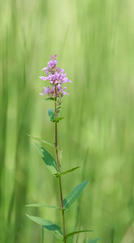 Tablou Canvas, "Floare solitară în verde infinit", Floare, Mov, Delicată, Verdeață, Natură, Singurătate, Verticalitate, Simplitate, Fragilitate, Prospețime, 50 x 90 cm – poza 2