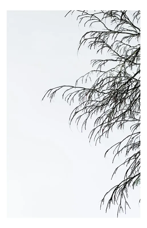 Tablou Canvas, "Ramuri delicate spre cerul alb", 50 x 90 cm