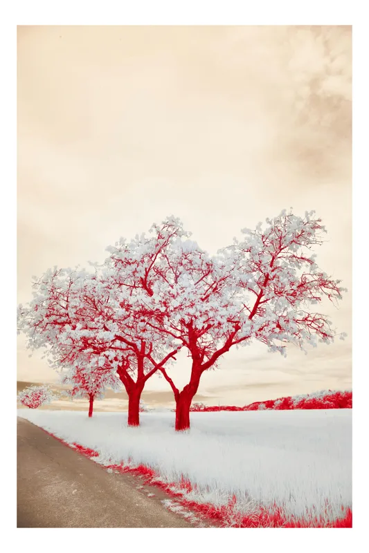 Tablou Canvas Arbori de gheață în apus alb, 26 x 39 cm