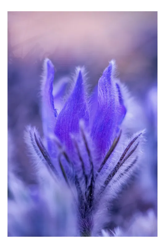 Tablou Canvas, "Flori delicate în lumină violetă", Floare, Violet, Blândă, Pufos, Detaliu, Petale, Delicat, Suav, Macro, Colorat, 70 x 100 cm