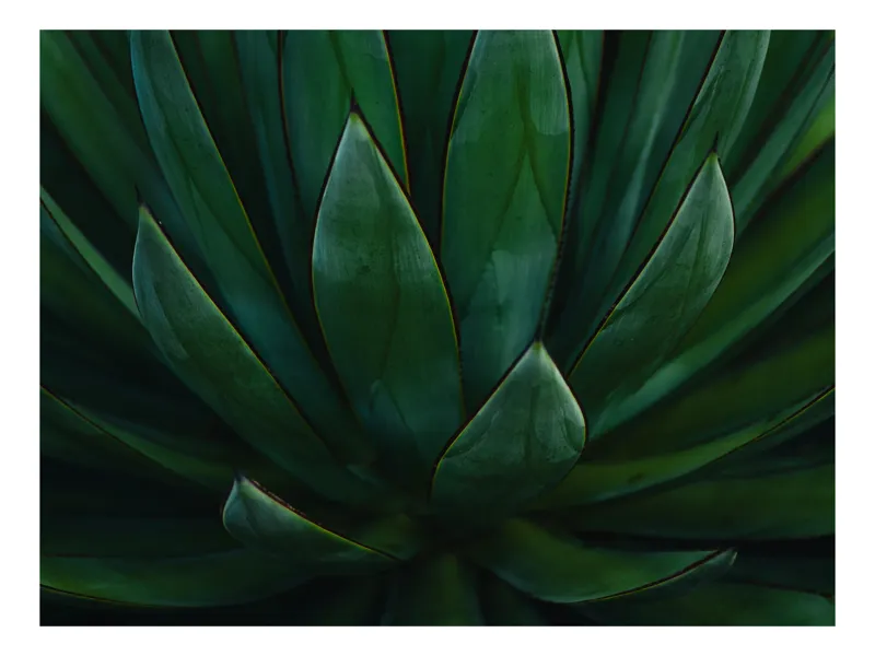Tablou Canvas, "Frunzele intense ale naturii verzi", Verde, Frunziș, Simetrie, Natură, Textură, 90 x 50 cm