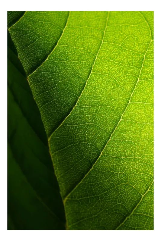 Tablou Canvas, "Textura luminii pe frunză verde", Verde, Textură, Nervuri, Natură, Lumină, Detaliu, Organic, Frunză, 39 x 54 cm