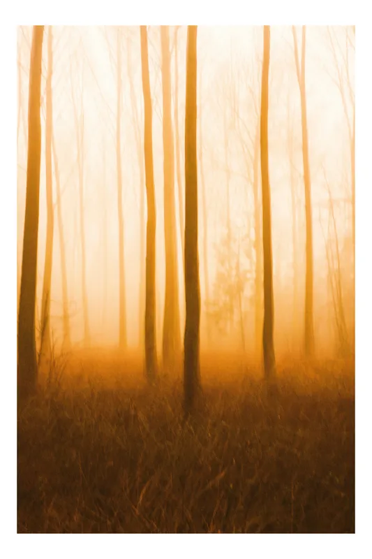 Tablou Canvas, "Pădurea înveșmântată în auroră misterioasă", Ceață, Pădure, Mister, Luminiș, Toamnă, Siluete, Serenitate, Umbre, Natură, Vise, 26 x 39 cm