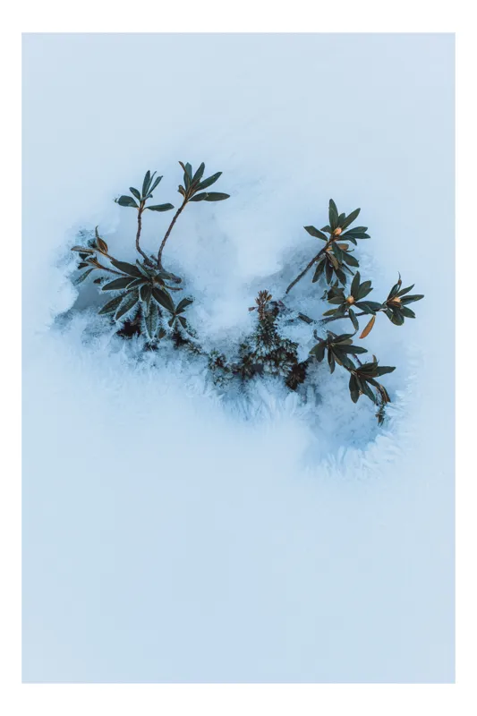 Tablou Canvas, "Plante verzi ieșind din zăpadă albă", Plante, Gheață, Frunze, Iarnă, Minimalism, Contrast, Naturaleţe, 100 x 100 cm