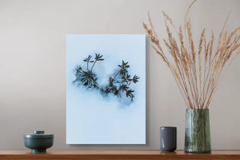 Tablou Canvas, "Plante verzi ieșind din zăpadă albă", Plante, Gheață, Frunze, Iarnă, Minimalism, Contrast, Naturaleţe, 39 x 54 cm – poza 3