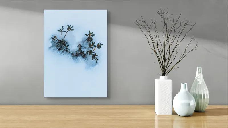 Tablou Canvas, "Plante verzi ieșind din zăpadă albă", Plante, Gheață, Frunze, Iarnă, Minimalism, Contrast, Naturaleţe, 39 x 54 cm – poza 4
