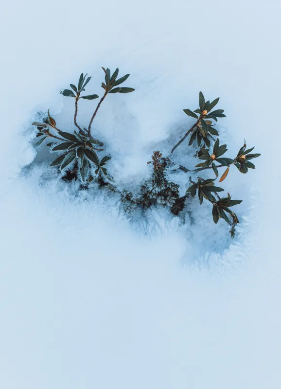 Tablou Canvas, "Plante verzi ieșind din zăpadă albă", Plante, Gheață, Frunze, Iarnă, Minimalism, Contrast, Naturaleţe, 39 x 54 cm – poza 2