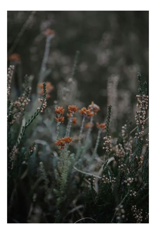 Tablou Canvas, "Florile câmpului în asfințit plăcut", Flori, Natură, Sălbăticie, Plante, Verdeață, Frumusețe, Simplitate, Calm, Naturalețe, Delicatețe, 100 x 150 cm