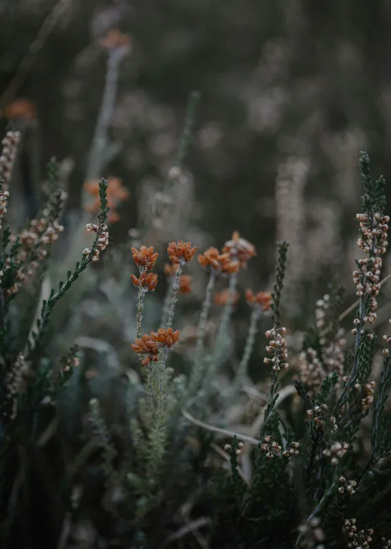 Tablou Canvas, "Florile câmpului în asfințit plăcut", Flori, Natură, Sălbăticie, Plante, Verdeață, Frumusețe, Simplitate, Calm, Naturalețe, Delicatețe, 50 x 70 cm – poza 2