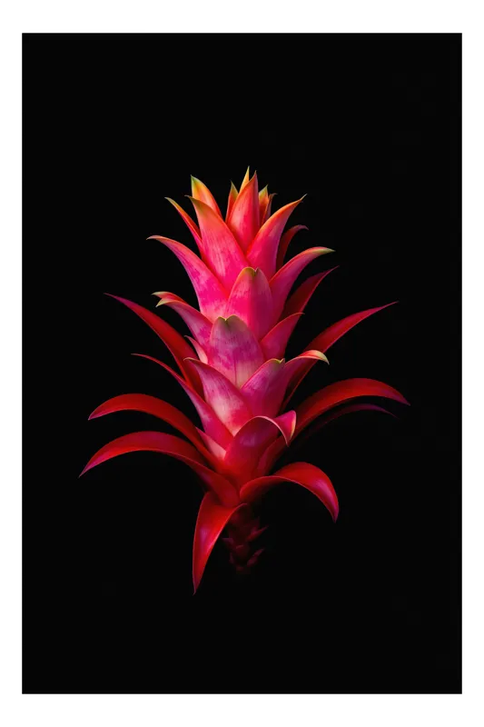 Tablou Canvas, "Roșu exotic în întunericul nopții", Flori, Roșu, Exotic, Contrast, Lumină, Natură, Eleganță, Vivid, Tropical, Dramatic, 100 x 150 cm
