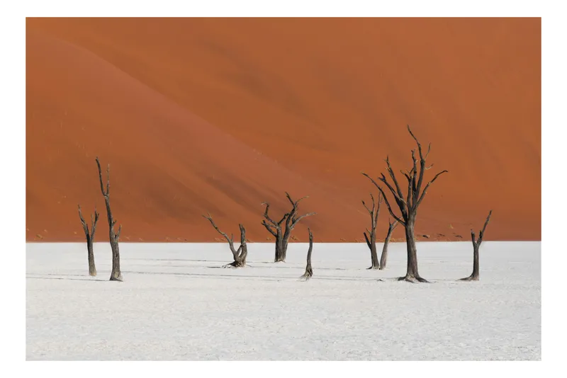 Tablou Canvas, "Tăcerea arborilor în deșertul alb", Arbori, Deșert, Singurătate, Arid, Contrast, Umbre, Natură, Tăcere, Imobilitate, Peisaj., 54 x 39 cm