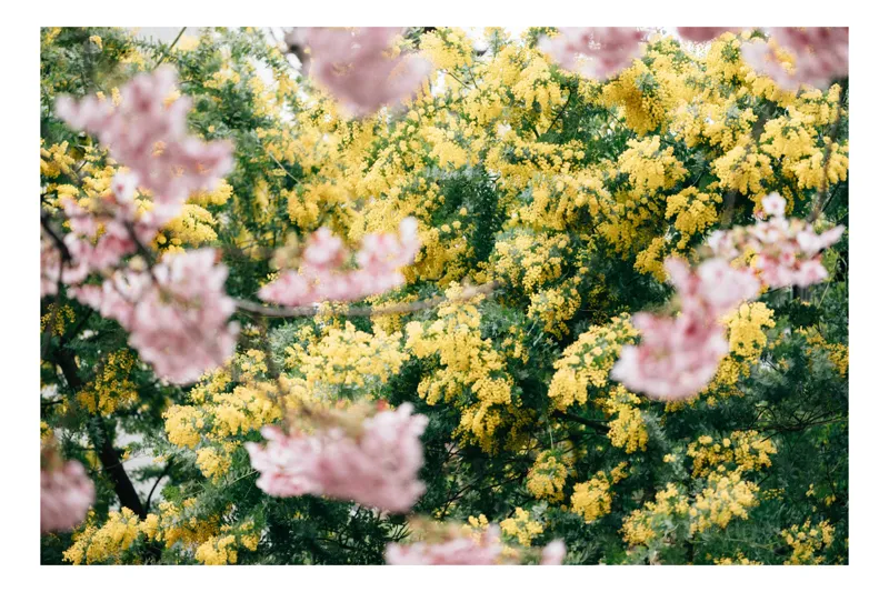Tablou Canvas, "Flori de primăvară învăluite în lumină", Flori, Roz, Galben, Primăvară, Natură, Blândețe, Viu, Delicat, Înfloresc, Răsfirate, 150 x 100 cm
