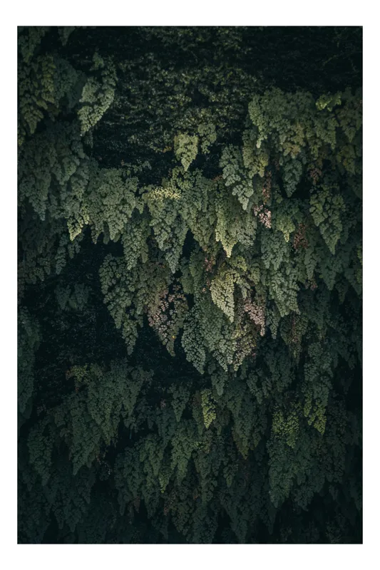 Tablou Canvas, "Frunziș verde în umbra pădurii", Frunze, Textură, Verde, Natură, Umbră, Lumină, Contrast, Vegetație, 100 x 150 cm