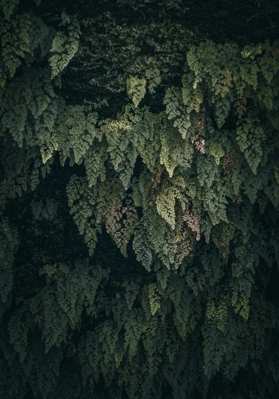 Tablou Canvas, "Frunziș verde în umbra pădurii", Frunze, Textură, Verde, Natură, Umbră, Lumină, Contrast, Vegetație, 70 x 100 cm – poza 2