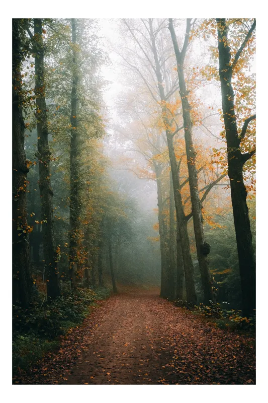 Tablou Canvas, "Cale de toamnă în pădurea ceață", Copaci, Ceață, Frunziș, Tăcere, Pădure, Toamnă, Mister, Potecă, Liniște, Natură, 100 x 100 cm