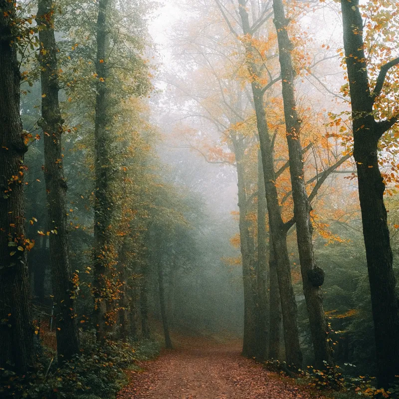 Tablou Canvas, "Cale de toamnă în pădurea ceață", Copaci, Ceață, Frunziș, Tăcere, Pădure, Toamnă, Mister, Potecă, Liniște, Natură, 50 x 50 cm – poza 2