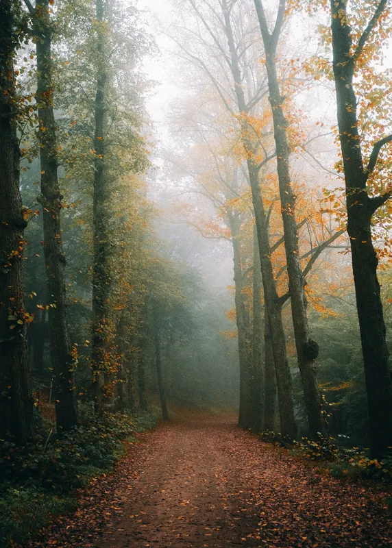 Tablou Canvas, "Cale de toamnă în pădurea ceață", Copaci, Ceață, Frunziș, Tăcere, Pădure, Toamnă, Mister, Potecă, Liniște, Natură, 50 x 70 cm – poza 2