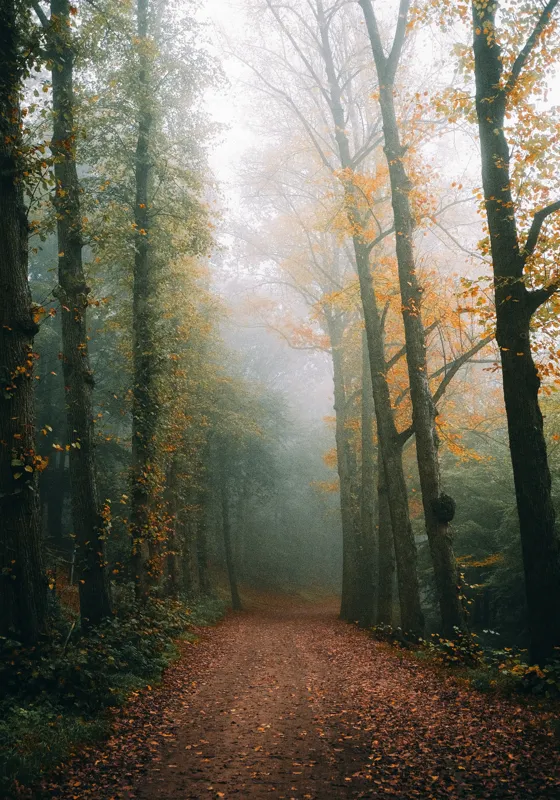 Tablou Canvas, "Cale de toamnă în pădurea ceață", Copaci, Ceață, Frunziș, Tăcere, Pădure, Toamnă, Mister, Potecă, Liniște, Natură, 70 x 100 cm – poza 2