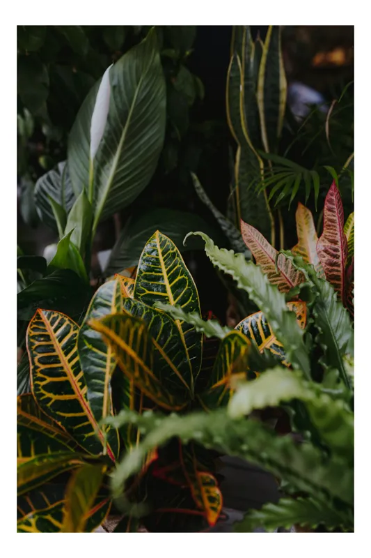 Tablou Canvas, "Diversitate de plante tropicale luxuriante", Frunze, Verde, Colorat, Natură, Dungi, Tropical, Vegetație, Luxuriant, Întunecat, Vibrant, 70 x 100 cm