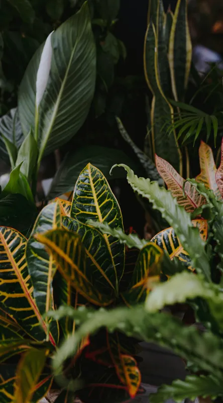 Tablou Canvas, "Diversitate de plante tropicale luxuriante", Frunze, Verde, Colorat, Natură, Dungi, Tropical, Vegetație, Luxuriant, Întunecat, Vibrant, 50 x 90 cm – poza 2