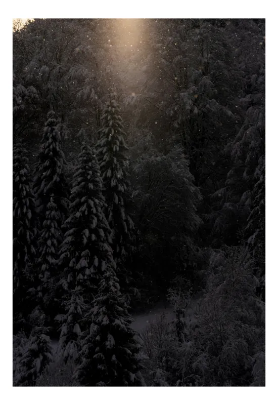Tablou Canvas, "Rază de lumină în pădurea întunecată", Întuneric, Lumină, Zăpadă, Copaci, Pădure, Iarnă, Tăcere, Mister, Farmec, Răcoare, 100 x 150 cm