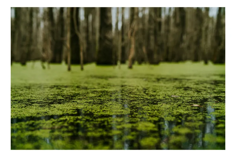 Tablou Canvas, "Reflecții verzi într-o pădure mlăștinoasă", Marais, Mousse, Calme, Mystère, Nature, Reflet, Vert, Tranquillité, Profondeur, 54 x 39 cm