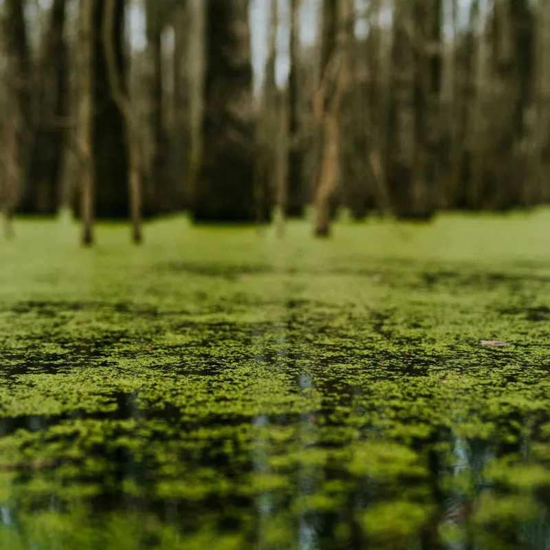 Tablou Canvas, "Reflecții verzi într-o pădure mlăștinoasă", Marais, Mousse, Calme, Mystère, Nature, Reflet, Vert, Tranquillité, Profondeur, 50 x 50 cm – poza 2