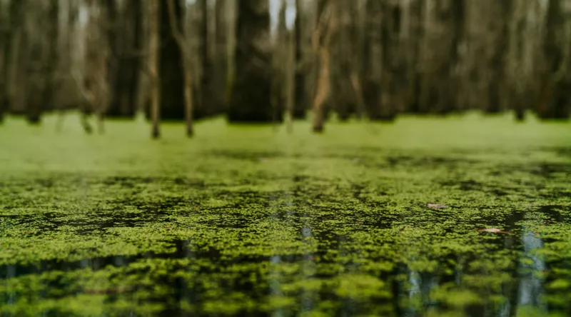 Tablou Canvas, "Reflecții verzi într-o pădure mlăștinoasă", Marais, Mousse, Calme, Mystère, Nature, Reflet, Vert, Tranquillité, Profondeur, 90 x 50 cm – poza 2