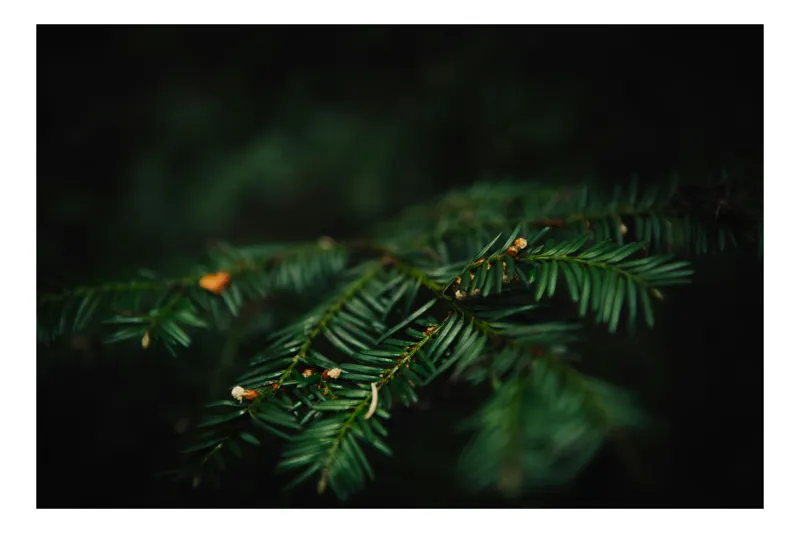 Tablou Canvas, "Frumusețea tainică a pădurii verzi", Ace, Verde, Natură, Frunziș, Rășinoase, Detaliu, Întunecat, Ramură, Elegant, Subtil, Calm, Vegetație., 39 x 26 cm