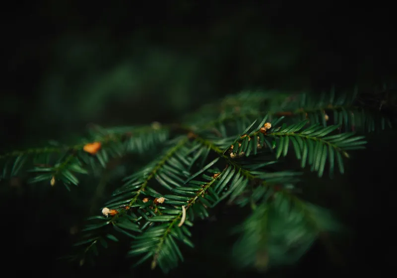 Tablou Canvas, "Frumusețea tainică a pădurii verzi", Ace, Verde, Natură, Frunziș, Rășinoase, Detaliu, Întunecat, Ramură, Elegant, Subtil, Calm, Vegetație., 100 x 70 cm – poza 2