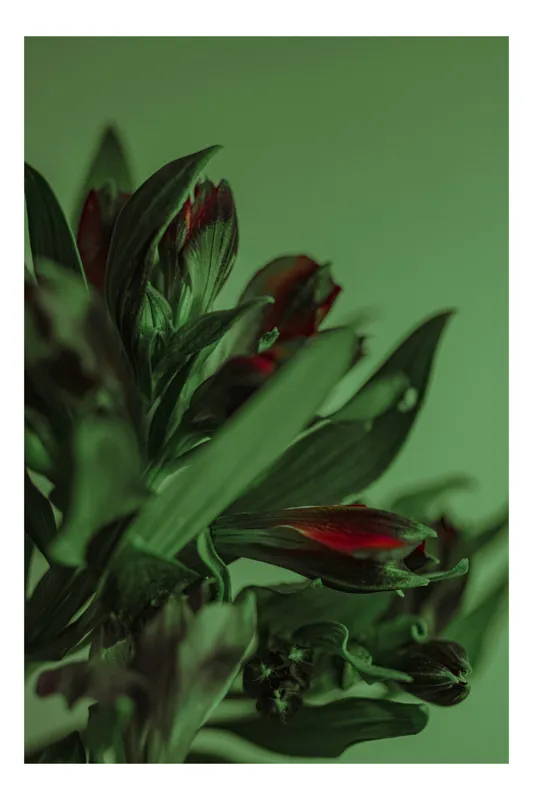 Tablou Canvas, "Tandrețe în nuanțe de verde și roșu", Flori, Verde, Frunze, Roșu, Umbre, Natură, Contrast, Subtilitate, Petale, 39 x 54 cm