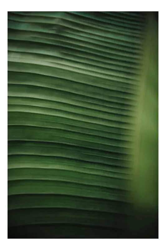 Tablou Canvas, "Frunze de bananier unduindu-se verde", Verde, Textură, Natură, Linii, Frunză, 100 x 100 cm