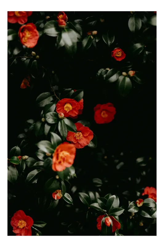 Tablou Canvas, "Flori de camelia în întuneric vibrant", Flori, Roșii, Frunze, Întuneric, Contrast, Frumusețe, Natură, Mister, Simfonie, Eleganță, 39 x 54 cm