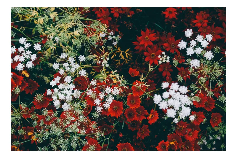 Tablou Canvas, "Flori contrastante într-un covor de culori", Flori, Roșu, Alb, Contrast, Natură, Textură, Grădină, Viu, Petale, Frumusețe, 100 x 100 cm