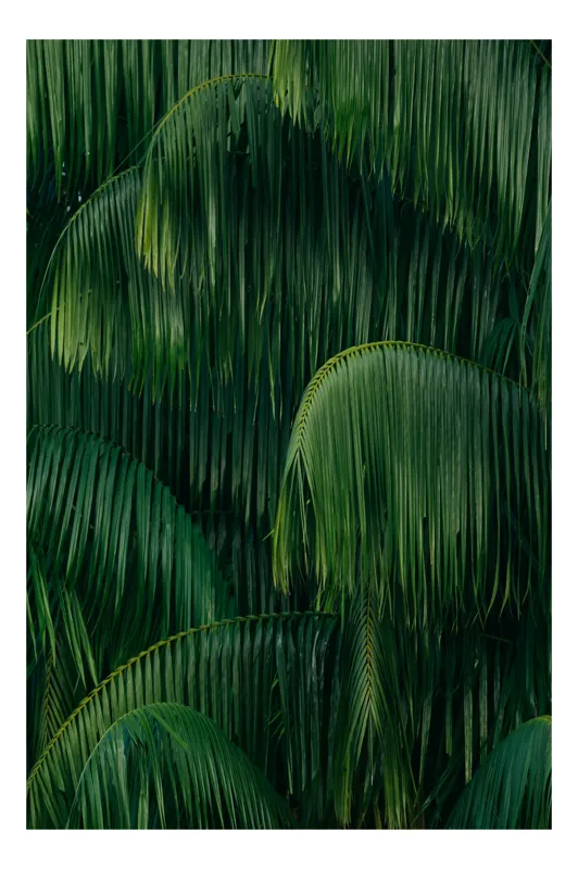 Tablou Canvas, "Frunziș tropical luxuriant și dens", Frunze, Verzi, Tropice, Naturale, Luxuriant, Textură, Exotic, Abundență, Vegetație, 100 x 100 cm