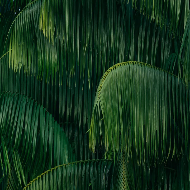 Tablou Canvas, "Frunziș tropical luxuriant și dens", Frunze, Verzi, Tropice, Naturale, Luxuriant, Textură, Exotic, Abundență, Vegetație, 50 x 50 cm – poza 2