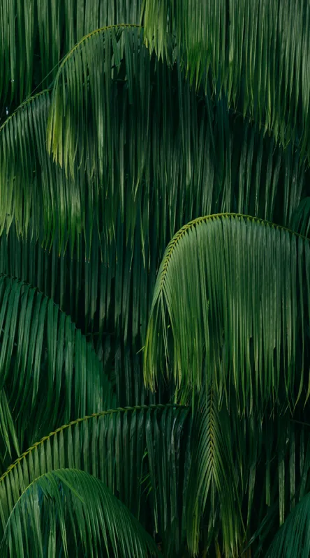 Tablou Canvas, "Frunziș tropical luxuriant și dens", Frunze, Verzi, Tropice, Naturale, Luxuriant, Textură, Exotic, Abundență, Vegetație, 50 x 90 cm – poza 2