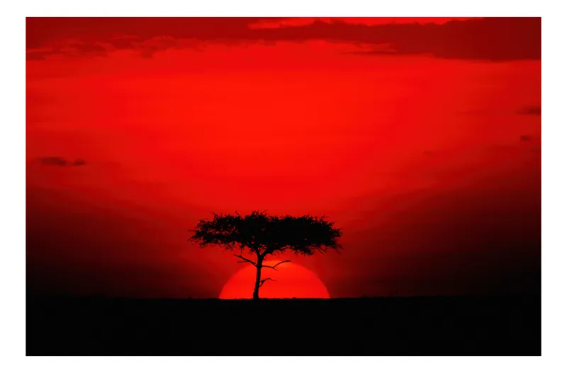 Tablou Canvas, "Apus de soare în savana africană", Apus, Siluetă, Copac, Cer, Roșu, Dramatic, Linie, Orizont, Natură, Contrast, 39 x 26 cm