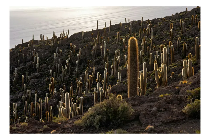 Tablou Canvas, "Cactușii aurii pe dealul stâncos", Cactuși, Apus, Insulă, Deșert, Vegetație, Solitudine, Arid, Peisaj, Natură, Rugozitate, 150 x 100 cm