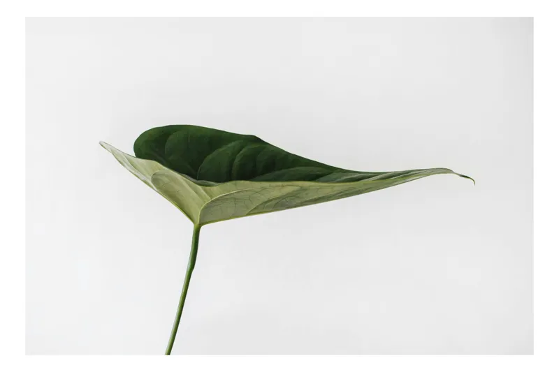 Tablou Canvas, "Eleganța unei frunze solitare", Frunză, Verde, Minimalism, Simplitate, Eleganță, 54 x 39 cm
