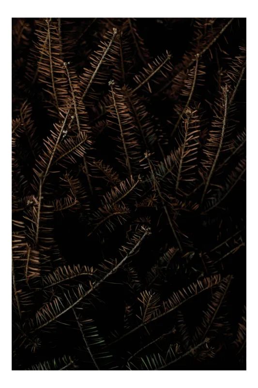 Tablou Canvas, "Frunze uscate în întunericul toamnei", Spini, Întuneric, Textură, Natură, Mister, Contrast, Frunziș, Detaliu, Umbre, Complexitate, 26 x 39 cm