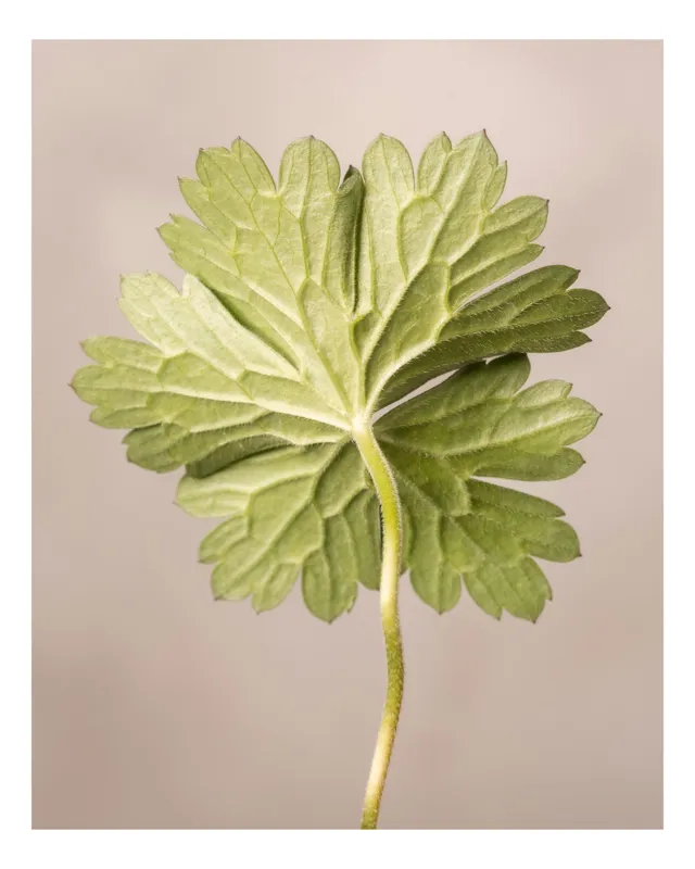 Tablou Canvas, "Frumusețea simetriei naturale ascunse", Frunză, Verde, Plante, Natură, Simetrie, Textură, Detaliu, Delicat, Tulpină, Model, 50 x 70 cm