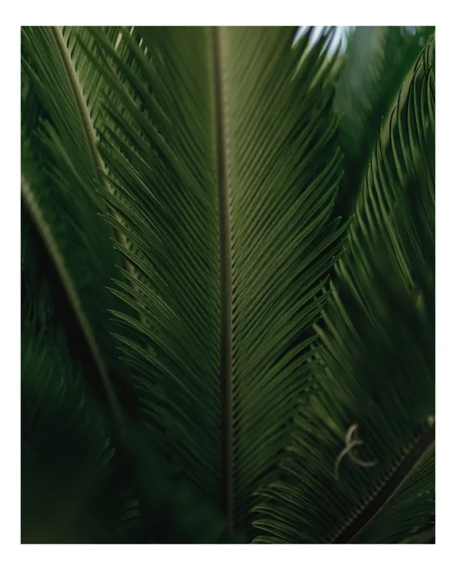 Tablou Canvas, "Frunzele delicate ale naturii tropicale", Verde, Textură, Simetrie, Frunziș, Natură, Frunză, Detaliu, Plante, Organic, Vitalitate, 100 x 150 cm