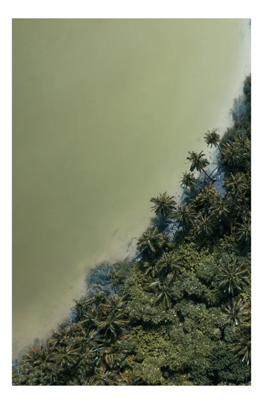Tablou Canvas, "Pădurea tropicală întâlnește marea calmă", Pădure, Palmieri, Apă, Mal, Natură, Verde, Peisaj, Aerian, Tranziție, Contrast., 50 x 90 cm