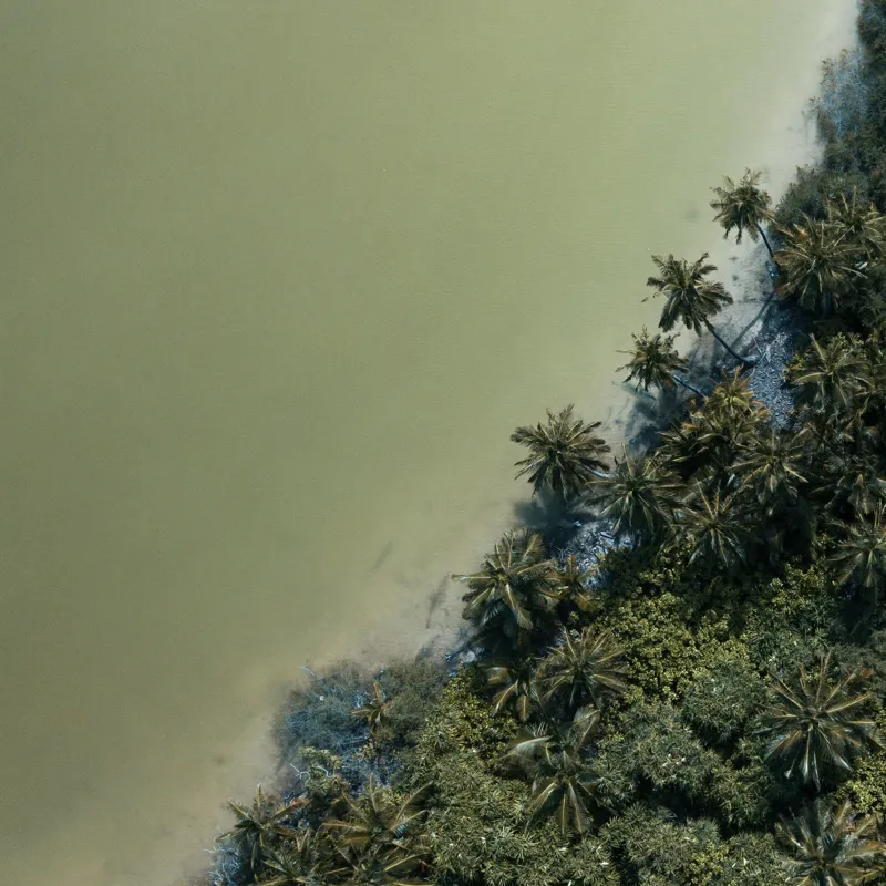 Tablou Canvas, "Pădurea tropicală întâlnește marea calmă", Pădure, Palmieri, Apă, Mal, Natură, Verde, Peisaj, Aerian, Tranziție, Contrast., 100 x 100 cm – poza 2