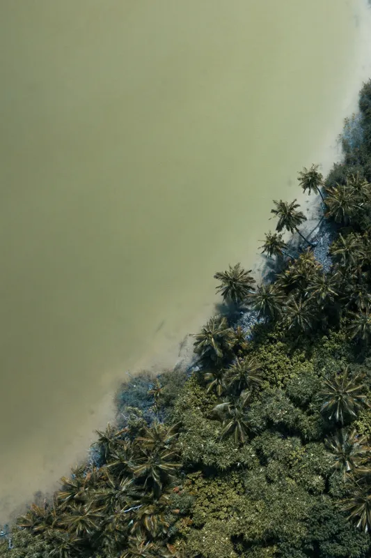 Tablou Canvas, "Pădurea tropicală întâlnește marea calmă", Pădure, Palmieri, Apă, Mal, Natură, Verde, Peisaj, Aerian, Tranziție, Contrast., 26 x 39 cm – poza 2