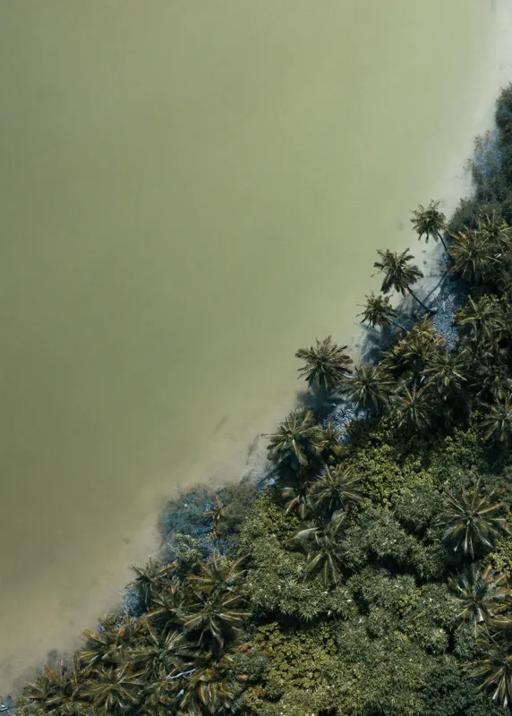 Tablou Canvas, "Pădurea tropicală întâlnește marea calmă", Pădure, Palmieri, Apă, Mal, Natură, Verde, Peisaj, Aerian, Tranziție, Contrast., 50 x 70 cm – poza 2