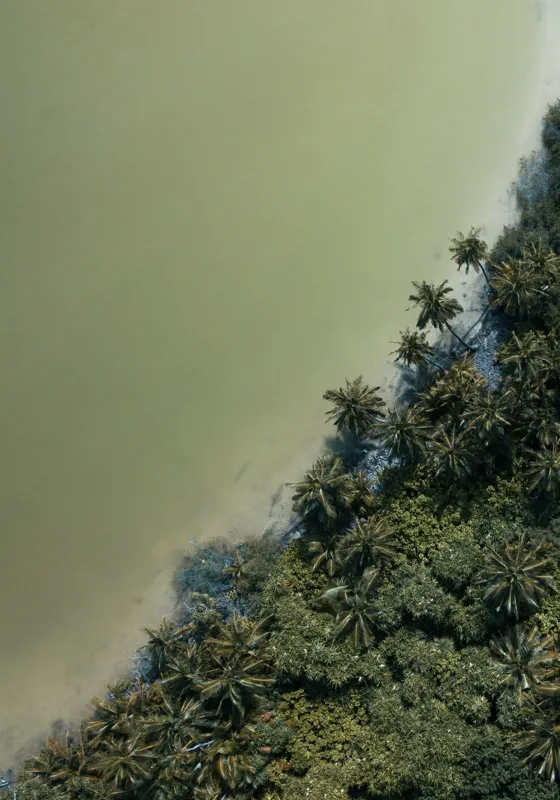 Tablou Canvas, "Pădurea tropicală întâlnește marea calmă", Pădure, Palmieri, Apă, Mal, Natură, Verde, Peisaj, Aerian, Tranziție, Contrast., 70 x 100 cm – poza 2